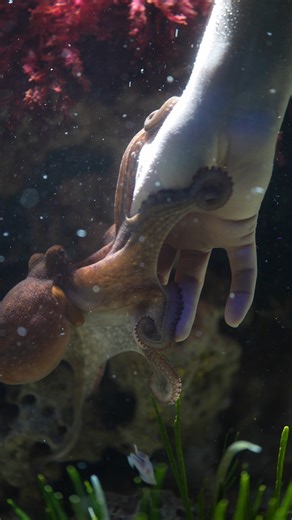 Taygan Roberts gives us a behind-the-scenes look at how we keep Sushi the octopus mentally engaged! 🧩 From toys to puzzles, Sushi’s enrichment box is full of clever challenges to keep her curious mind active. Because octopuses are so smart, enrichment isn’t just fun, it’s essential! 🧠 #AquariumBehindTheScenes #OctopusEnrichment #AnimalCare #TwoOceansAquarium | Two Oceans Aquarium