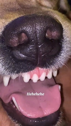 jalwa ke sakte hai kya🤣😂😅#doglove #dogreels #funny #foryou #labrador #trending #lucy #millionviews