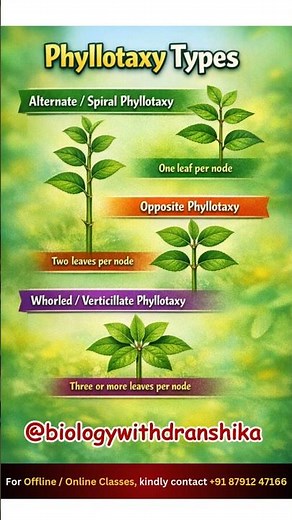 Phyllotaxy: Smart leaf arrangement for maximum sunlight and growth!🌿#botany #plantmorphology #neet