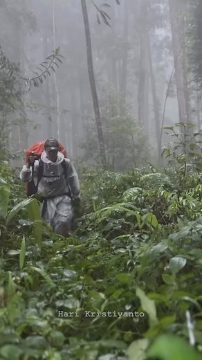 6.6K views · 48K reactions | Camping in hevay rain with thunder ⛈️ #camping #campinginheavyrain #campinginrain #outdooradventures #wildlife | Harikristiyanto | Facebook