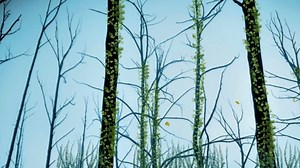 Free video - Forest, Dead Trees, Trees, Leafless