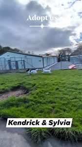 8.2K views · 125 reactions | Kendrick (Saluki lurcher mix) and Sylvia (lurcher) are both available for adoption  To apply to adopt or find out more information about them please email limerickanimalwelfareadoptions@gmail.com #limerickanimalwelfare #donate #charity #rescue #rescuedog #dogsofinstagram#limerick#puppies#pup#puppy#saluki#lurcher #happiness#walkies#smile#forest#nature#love To donate: https://rb.gy/u73roq | Limerick Animal Welfare | Facebook