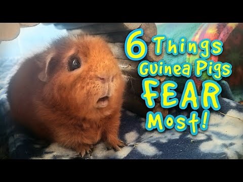 6 Things Guinea Pigs FEAR Most