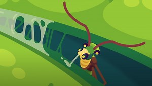 Weaver ants use their larvae as tiny silk-spewing glue guns