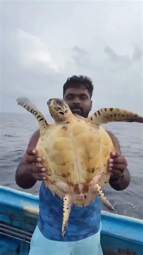 Catching Turtles Is illegal 🥶