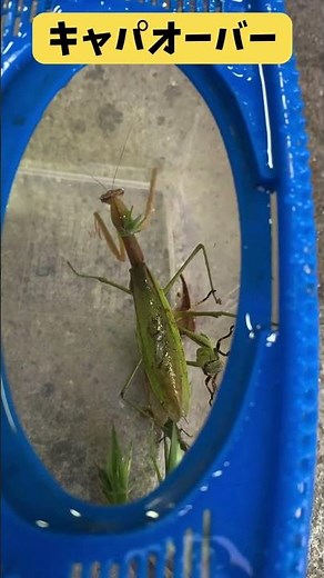 捕食どころじゃない😂 空腹カマキリに大量バッタ＆霧吹きした結果が予想外すぎた🦗🔥