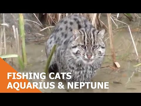 Fishing Cats Aquarius & Neptune