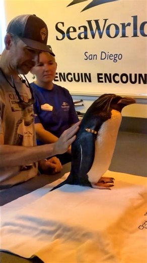 This penguin pooped on me #shorts