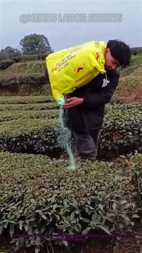 Pro Tip for Fertilizing Tea Plants Efficiently!