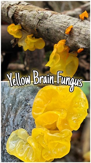 The Yellow Brain Fungus! A mushroom that eats other mushrooms! 🍄 #mushroom #mushroomhunting #mushroomasmr #mushlove #mushrooms #fungus #fungilovers #fungi #parasite #natureheals #naturesmedicine #nature | Home is where our heart is