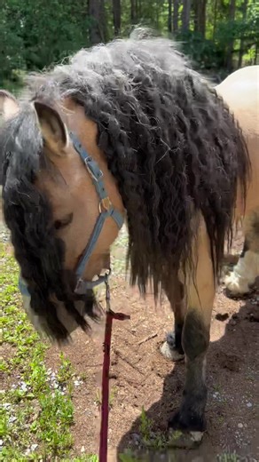 Unglaublich diese Veränderung 🐴🔥 #hotpony #hermitslittlecowboy #mähne #veränderung