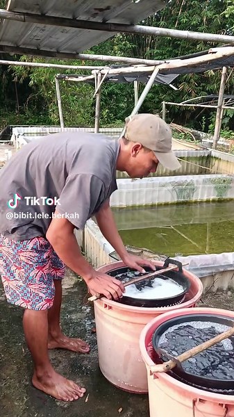 Bibit Lele Berkah on TikTok