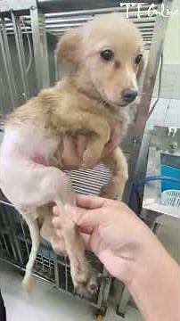 Rescued Puppy With Disabled Legs Gets Care
