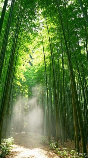 Arashiyama, Japan