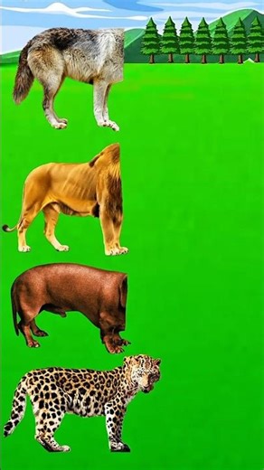 Funny Animal Face Swap Puzzle! #KidsLearning​ #3DAnimation​ #CartoonAnimals #shorts #shortsfeed