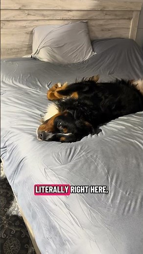 Bernese Mountain Dog becoming an influencer?? #bernesemountaindog #puppy #bernesepuppy #dogmom