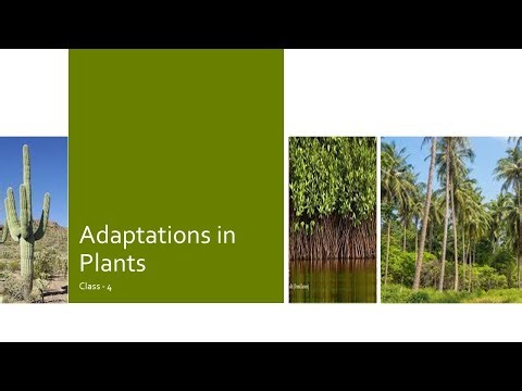 Adaptations in Plants | Class 4 | ICSE | Science | Quick Revision|Science Olympiad| Chapter 5 | CBSE