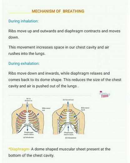 Mechanism of breathing|Inhalation and Exhalation