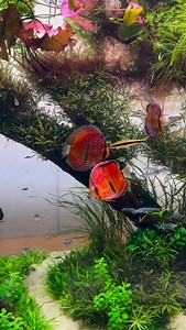 11K views · 2.2K reactions | Me encanta ver el aspecto de las plantas en emergido 慄‍♂️ #pezverde | pezverde.es | Facebook