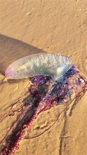 Fernando Estimo Bertaglia on Instagram: "🌊 Você já viu uma dessas na praia? FUJA! 🪼 Parece uma bexiguinha colorida boiando na água, né? Azul, roxa, transparente... quase um enfeite de aquário. Mas cuidado: isso é uma CARAVELA-PORTUGUESA, e ela não está de brincadeira. 🐙 Não é uma água-viva comum. Na verdade, nem é um animal só! A caravela é uma colônia de organismos trabalhando juntos como um só ser — tipo um time de supervilões do oceano. ⚡ Tocou, arde. MUITO. Seus tentá
