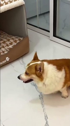 紀錄柯基犬生活點滴_535 | Recording the life of Corgis #corgis #柯基犬 #柯基 #柯基小短腿 #corgi #可愛い #cute