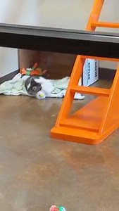 32 reactions | We have so much fun here at the shelter, can't wait to go home with Mom.... | City Of La Porte, TX Adoption Center & Animal Shelter | Facebook