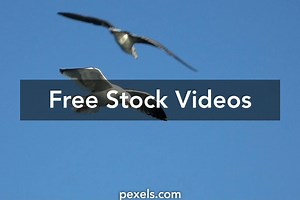 Bird Flying Videos, Download The BEST Free 4k Stock Video Footage & Bird Flying HD Video Clips
