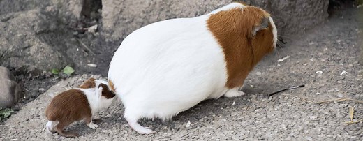 Guinea Pig Life Cycle - Reproduction - Pregnancy - Breeding