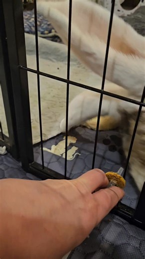 🐰 Even the most seasoned rabbit owners know that giving meds to a bunny can feel like a full-on battle of wills! 💊✨ Here’s a helpful tip: try placing a treat right at the end of the syringe. The familiar smell and taste can make your rabbit much more willing to take their meds — and they’ll get a little reward right after! Science Selective treats fit perfectly around the syringe. #RabbitCare #BunnyTips #ScienceSelective #HappyBuns #rabbit #houserabbit #HCRR #adoptdontshop #petrabbit #shelter 