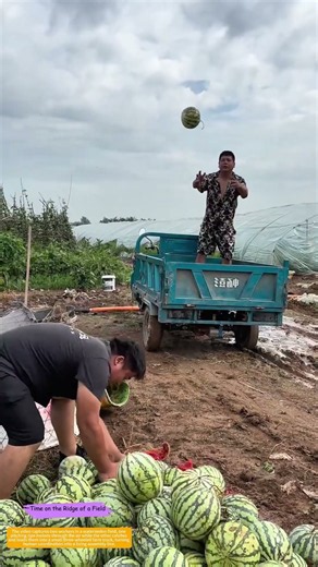 Throwing Weight: How Farm Hands Turn Melon Harvest into a Human Conveyor