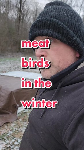 Raising Meat Birds in Winter: Farm Tip