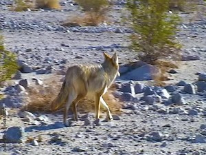 The coyote (Canis latrans), a wild predator came close to people in the desert in Death Valley, USA
