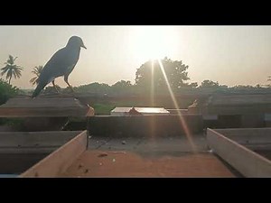 Sunrise's silent artistry: birds waking with light