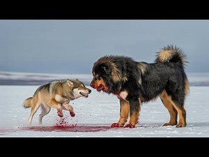 These Are 7 Dog Breeds that can Defeat Wolves