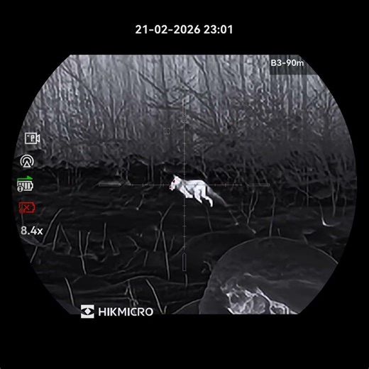 Hunting fox with HIKMICRO Stellar SH35l 3.0