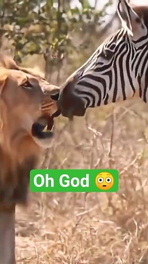 Zebra kicks lion 😱 | Shocking Jungle Fight #ZebraVsLion #LionAttack #MrRoar