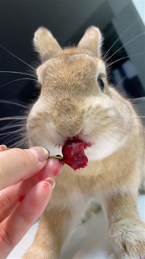 可愛的小兔子吃著櫻桃津津有味。 #rabbit #寵物友善日常 #funny #mybunny #bunny