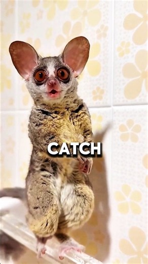 This Animal Sounds Like a Crying Baby at Night 😳