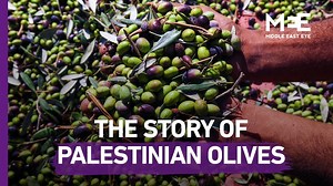 20K views · 486 reactions | Olives trees are a symbol of Palestinian heritage and identity. It's no wonder they take so much pride in how they make their olive oil. Here's everything you need to know about olives in Gaza. | Middle East Eye | Facebook