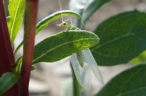 Crisopa o Chrysopidae: Control biológico y más de esta familia de insecto.