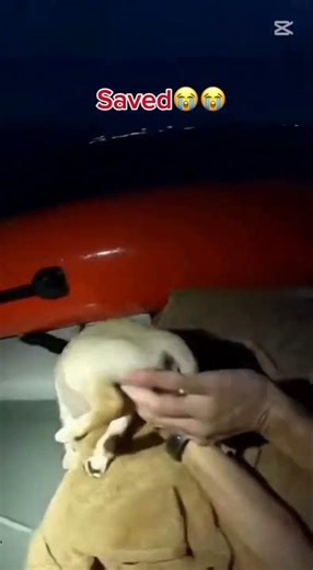 Rescued 2 puppies from the ocean #savedogs #puppy #cuteanimal #puppies #ocean #respect