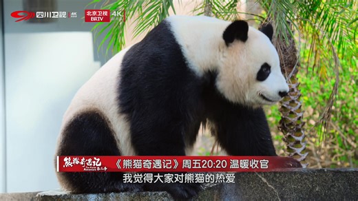 This season wraps up, but the magic lives on! Five giant pandas have made their way across vast distances to call Fuzhou Panda World home. See adorable panda Rong Yao (Ke Dou) getting so anxious that it does an upside-down marking dance! Join us tonight at 8:20 PM for the season finale of The Panda Adventure, Season 2, Episode 8 on Sichuan Satellite TV, BRTV, and Youku - a one-of-a-kind homecoming you won't want to miss! #panda #panda🐼 #pandaadventure #fuzhou