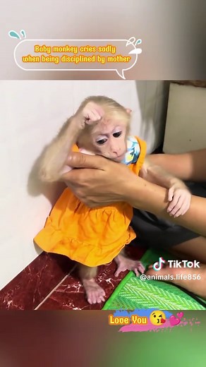 Baby Monkey's Heartfelt Cry During Discipline by Mother