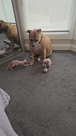 sphynx kittens for adoption sphynx kittens michigan sphynx cats for adoption hairless kittens for adoption sphynx kittens near me sphynx breeder michigan sphynx kittens available sphynx kittens ready to go sphynx kittens rehoming ⸻ 📍 MICHIGAN STATEWIDE REGIONAL sphynx kittens in michigan southeast michigan sphynx kittens west michigan sphynx kittens mid michigan sphynx kittens northern michigan sphynx kittens upper peninsula sphynx kittens metro detroit sphynx kittens ⸻ 🏙️ MAJOR CITIES (URBAN 