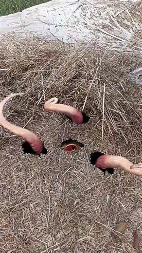 Wolf in Village Part 276😱#wolf #wildlife #forest #shorts