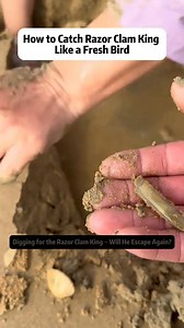 Digging for the Razor Clam King – Will He Escape Again Today we're...