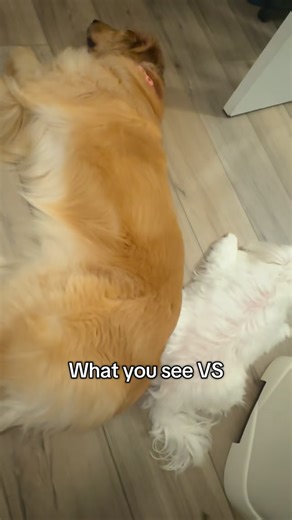 My babiessssss 🥹🥹🥹🥹 #dog #dogs #maltese #goldenretriever #puppy | Golden Retriever Digger