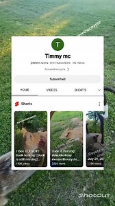 Weave the swamp kitty