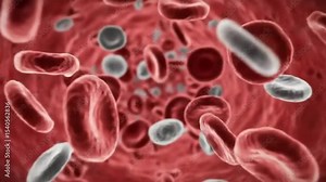 3D animation of a human bloodstream flowing through a blood vessel. The camera travels smoothly through the vessel, showing detailed red blood cells (biconcave discs) flowing in large numbers