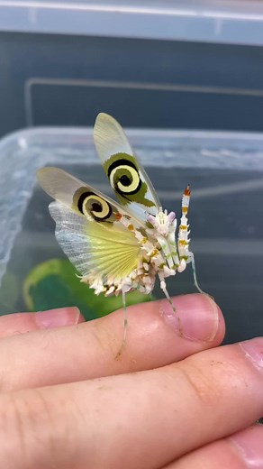 Adrian Kozakiewicz on TikTok